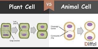 This video explain the difference between cytokinesis of plant and animal cell. Cytokinesis In Plant Cell Vs Cytokinesis In Animal Cell What Is The Difference Diffzi