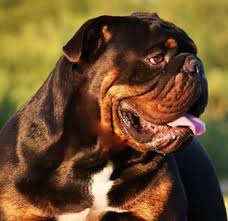 Bulldogges are great companions, they don't mind laying around or running around playing with your family. Olde English Bulldogge Breeders