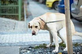 8 Sure Fire Dog Constipation Home Remedies Petguide