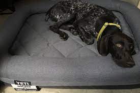 my pup loves the yeti dog bed but she doesn t have to pay for it gearjunkie dog bed dogs animal stories