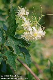 Image result for Clematis commutata