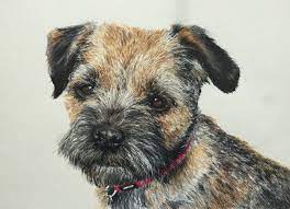 Many people love the versatility of 3 bedroom house plans. Border Terrier Painted In Watercolour By Judy Dickinson Watercolor Pet Portraits Pet Portraits Cat Portraits