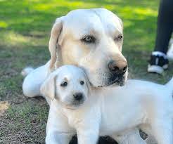 9534 w schrader ln, maricopa, az 85139. White Labrador Puppies For Sale My Lab Puppies