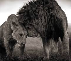 Image result for nick brandt