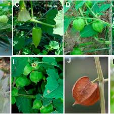 Image result for Physalis lagascae