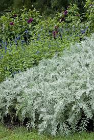 Image result for Cineraria deltoidea