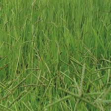 Image result for Urochloa dictyoneura