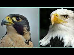 ما الفرق بين الصقر والنسر عقاب رخماء وايهما اسرع youtube bald eagle birds eagle
