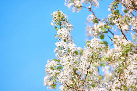 Free for commercial use ✓ no attribution . Hd Wallpaper Flowers Blossom White Beautiful Aesthetic Branch Sky Wallpaper Flare