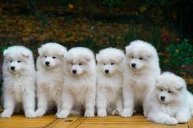 It is friendly, intelligent, and somewhat obedient, but it can be obstinate and stubborn. Samoyeds Kennel Mishka Na Severe Samoyed Puppies