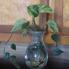 Oct 08, 2020 · to properly propagate plants in water, begin by picking out a clean jar or vase (barnett recommends using glass). Hydroponic Plant Environments Feeding Houseplants Grown In Water