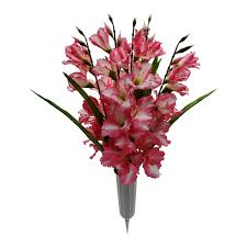 Image result for Gladiolus decoratus