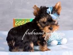 If you are unable to find your companion in our dogs for adoption sections, please consider looking thru the directory of rescue organizations, to see if they have any current dogs for adoption listings. Yorkshire Terrier Puppies In Wisconsin