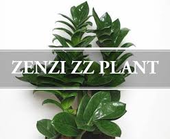 Zz plant, with its wide, attractive, dark green leaves, boasts many favorable traits for offices and homes. Zenzi Zz Plant Exotic Dwarf Plant Gardening Brain