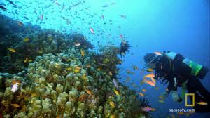 Rafy koralowe – przyrodniczy cud świata - Bajki Gry Zabawy ...