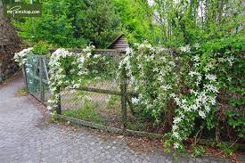 It should be planted in full sun or partial shade in u.s. Clematis Miss Bateman 2 Ltr Topf Mypalmshop