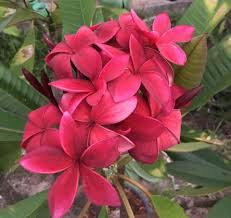 Black Red Looking Good Bunga