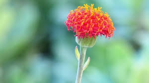 Image result for Kleinia grantii