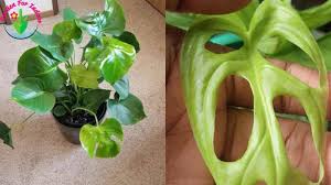 Swiss cheese plant may simply get too big for its britches. Why Does My Monstera Have Small Leaves And How To Fix It Garden For Indoor