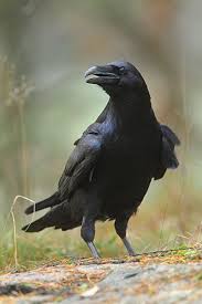I noticed when he is going to lose he will often quit or concedes the game. Rose Retreat Vogel Foto Corvus Corax Raaf Northern Raven Bird Pictures Raven Bird Raven