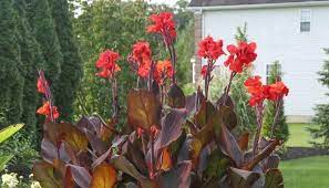 Canna Lily A Plant Of The Cannaceae Family Giftblooms Resource Guide