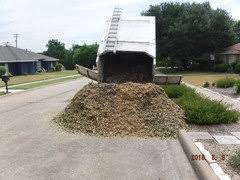This is typical of any load of arborist wood chips. Chip Drop Free Mulch