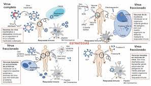 El plan de vacunación estratégico nacional, gratuito y voluntario que cuenta con distintas etapas definidas en base a criterios epidemiológicos específicos, como la exposición al virus. En La Carrera De La Vacuna Contra Covid 19 Necesitamos Mas De Un Caballo Ganador