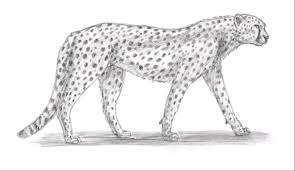 3 cheetah drawing easy for free download on ayoqq org. How To Draw A Cheetah Step By Step Cheetah Draw