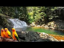 музыка для детей музыка для массажа музыка для спа Canto De Pajaros Sonido De Agua Sonidos De Naturaleza Sonido Relajante Para Estudiar Meditar Dormir Spa Reiki Y Mas Suscribete A Mi Canal Meditaciya Priroda