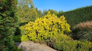 Image result for Erica arborea