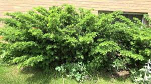 Cloud pruned yews at old morley hall. Pruning Yews Youtube