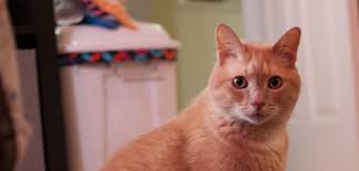 Jared Counts (@jwcounts@mastodon.social)