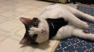 Download 2 Cats In Ny Become First Us Pets To Test Positive For Virus