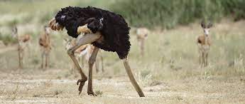 Bird with head in sand. Do Ostriches Really Bury Their Head In The Sand Bbc Science Focus Magazine