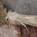 Image result for Photedes fluxa