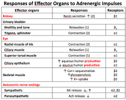 Ans Mega Set Flashcards Quizlet Flashcards Pharmacology Cholinergic