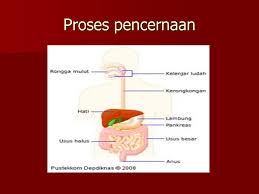 Ittv spm tingkatan 4 ekonomi bab 1 pengenalan (konsep kekurangan, pilihan dan kos lepas). Bab 3 Pencernaan Dan Penyerapan Ekonomi Rumah Tangga Tingkatan 5