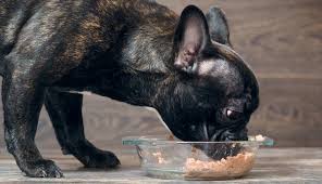 Can puppies or pregnant dogs eat fish? Can Dogs Eat Canned Tuna Is Canned Tuna Bad For Dogs Doghelpful