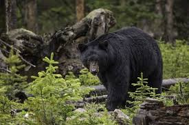Black Bear Population By State Alabama State Mammal Black Bear Bear Hunting Black Bear Bear Attack