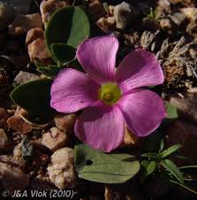 Image result for Oxalis obliquifolia