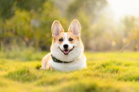Adorable with or without tails. Do Corgis Have Tails Why Should You Dock Your Corgis Petshoper
