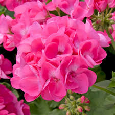 Check out our bright pink succulents selection for the very best in unique or custom, handmade pieces from our shops. Geranium Designer Hot Pink 5 Large Plug Plants Brookside Nursery