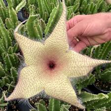 Image result for Stapelia gigantea