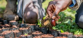 Image result for Crotalaria huillensis