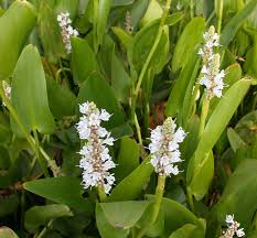 Image result for Pontederia