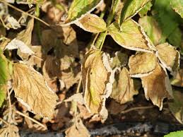 Maybe you would like to learn more about one of these? Raspberry Diseases Images Raspberry