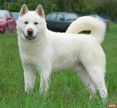 Akita Inu Cinsi Kopek Ozellikleri Ve Bakimi Kopek Turleri Akita Dog Kopek