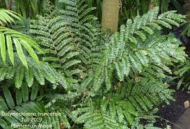 Image result for Didymochlaena