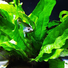 Dumbo Plakat Betta Playing Peekaboo In Some Java Fern Plantedtank Fishofinstagram Aquariumcoop Fish Pet Betta Pets