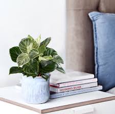 Image result for Filodendron Philodendron